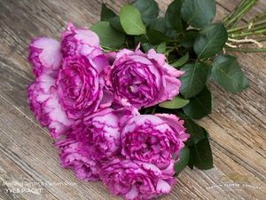ROSE YVES PIAGET 50